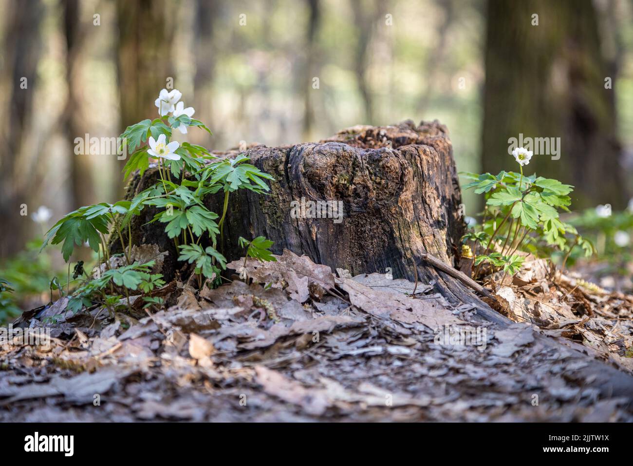 Eine Nahaufnahme von Anemonoides nemorosa, die Holzanemone blüht in der Nähe des Stumpfes. Geringer Fokus. Stockfoto