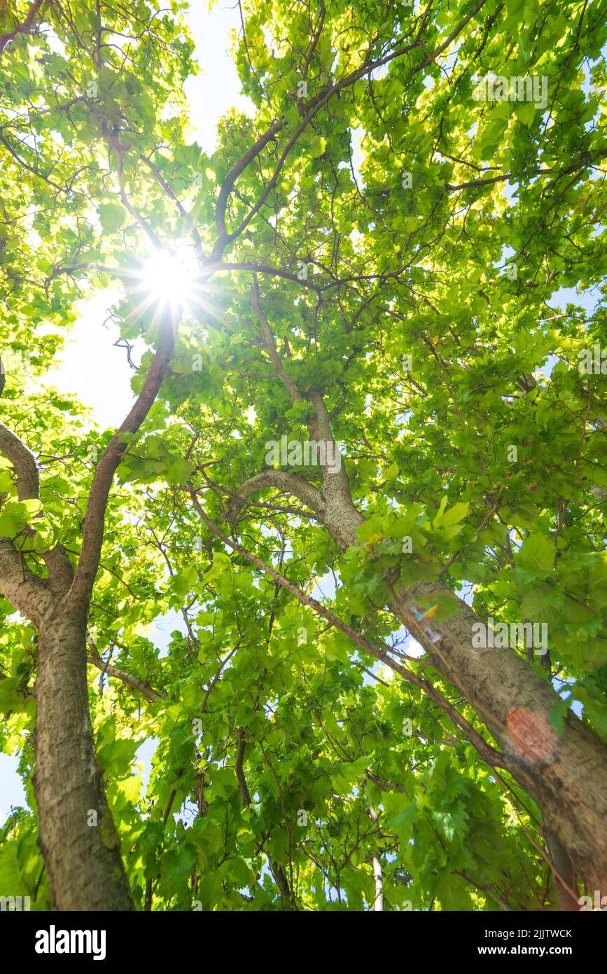 Leuchtend grüne Baumkronen mit Sonne. Hochformat Stockfoto