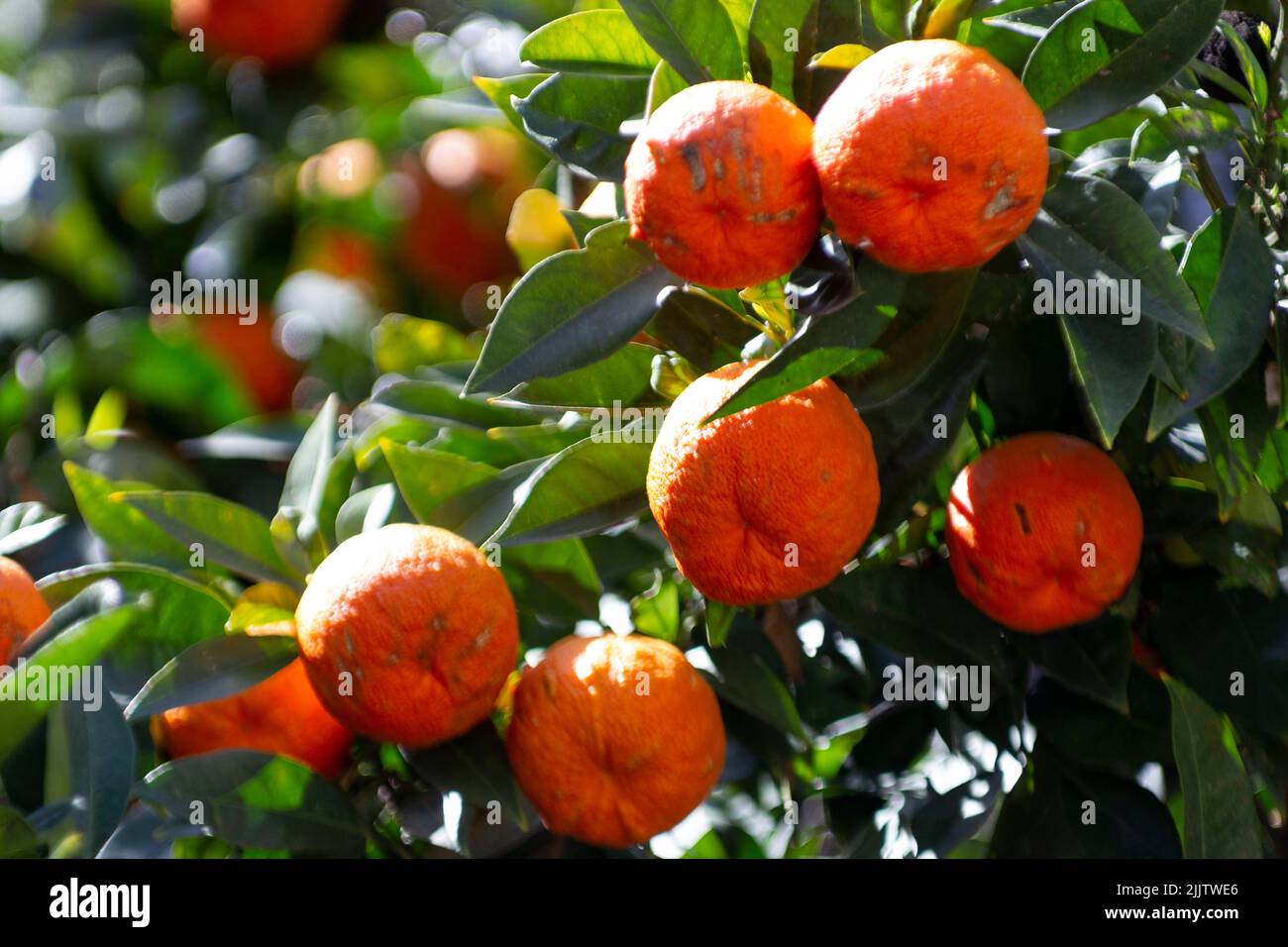 Eine selektive Fokusaufnahme von überwucherten Mandarinen auf einem Baum Stockfoto
