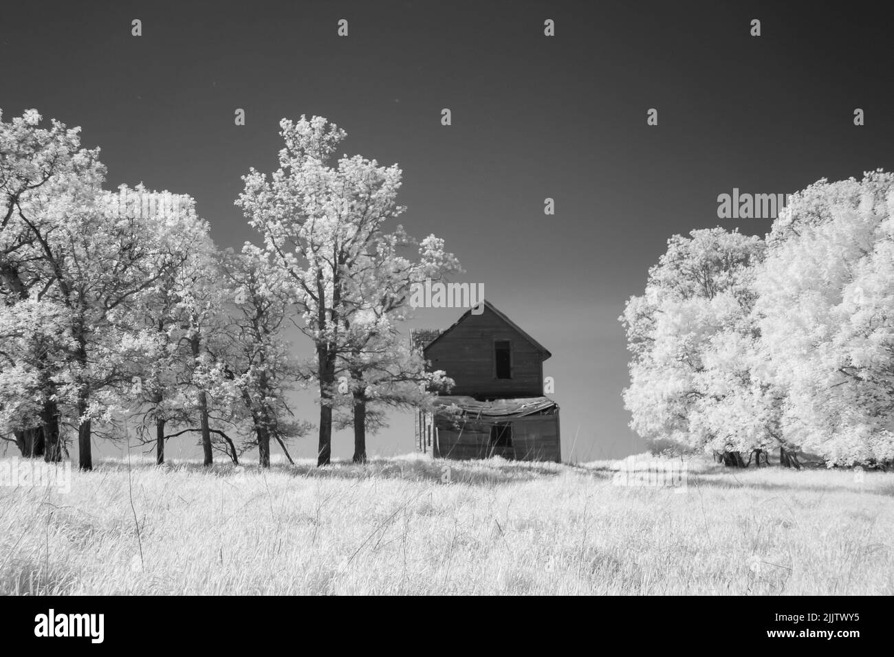 Ein hölzernes Bauernhaus in einem Feld zwischen Bäumen in schwarz und weiß. Manitoba, Kanada Stockfoto