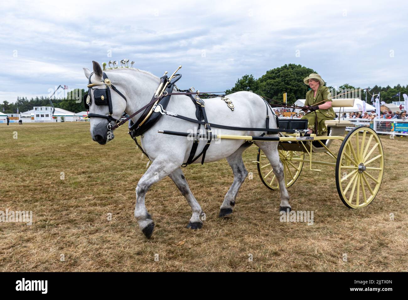 New Forest und Hampshire County Show im Juli 2022, England, Großbritannien. Damen schwere Pferd und Karren Klasse in der Arena. Stockfoto