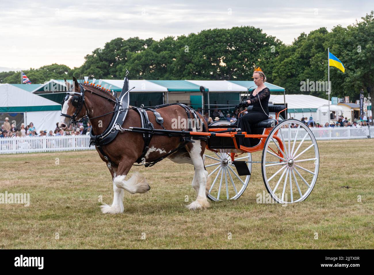 New Forest und Hampshire County Show im Juli 2022, England, Großbritannien. Damen schwere Pferd und Karren Klasse in der Arena. Stockfoto