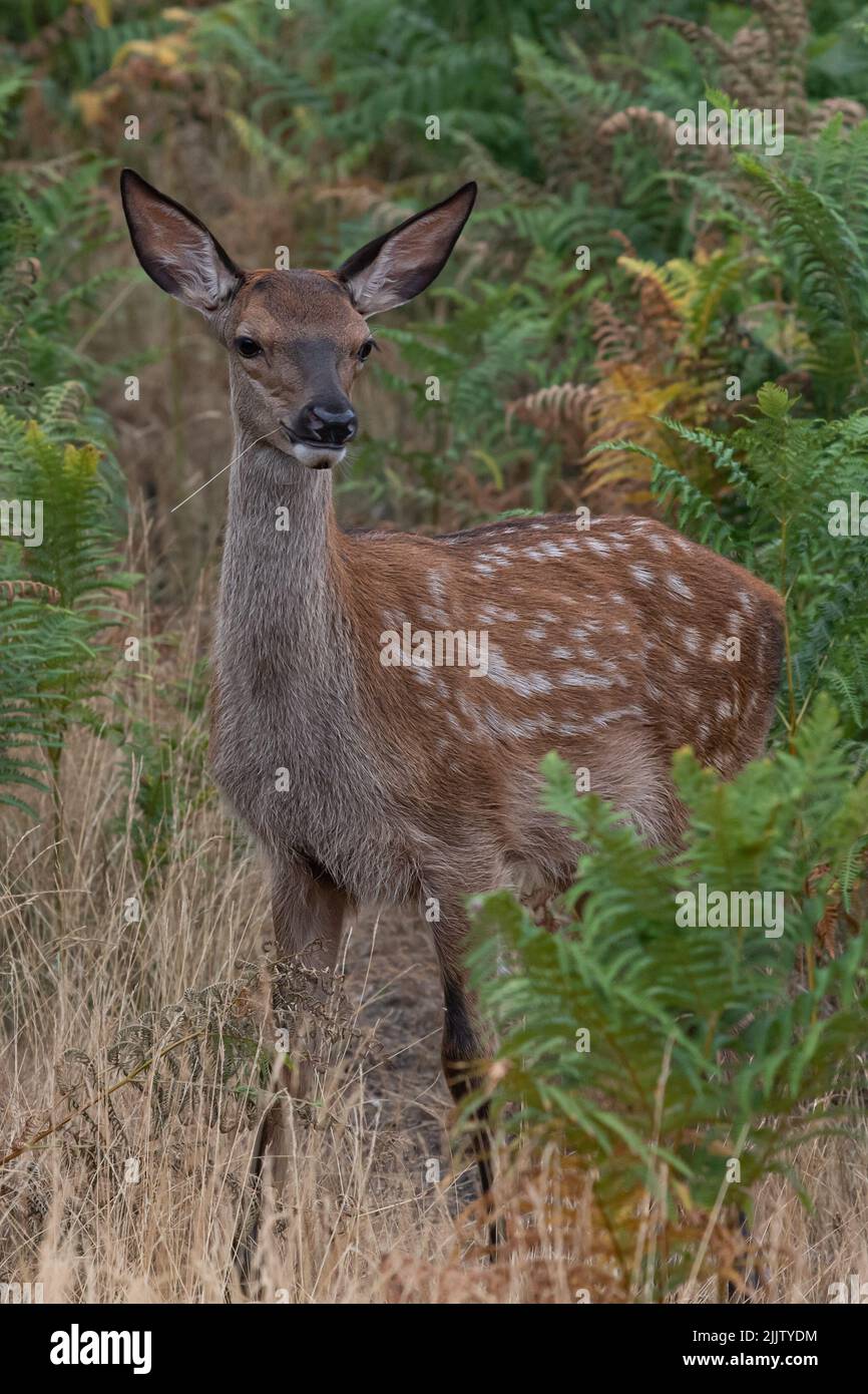 Junger Rothirsch, mit gepunkteter Tarnjacke, die aus großen Bracken hervortritt Stockfoto