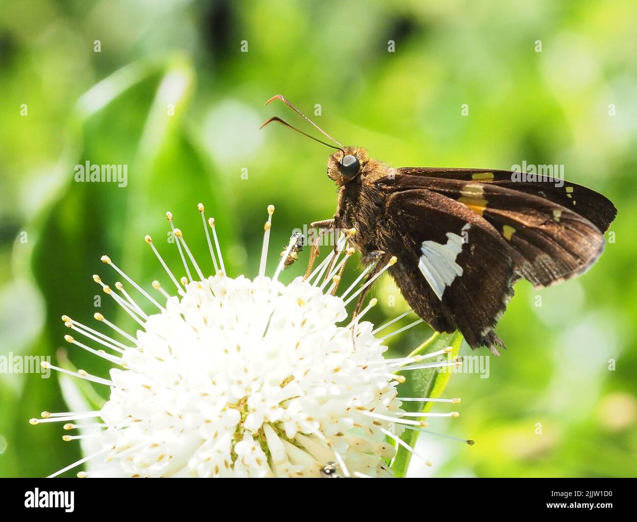 Schmetterling mit silberfarbenem Punktmuster auf Buttonbusch-Strauch Stockfoto