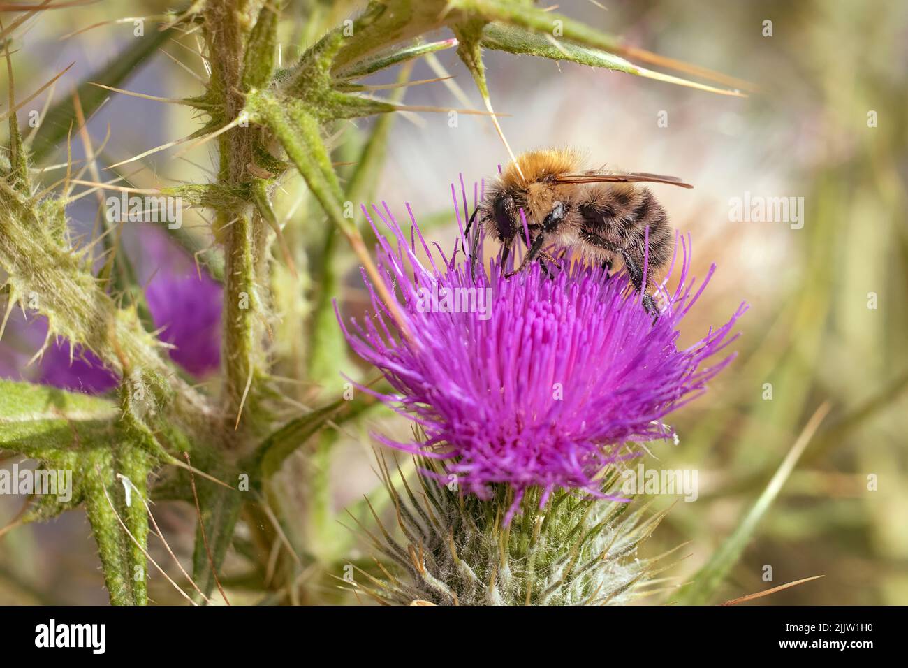 Bienen sammeln Nektar auf Distelpflanze Stockfoto