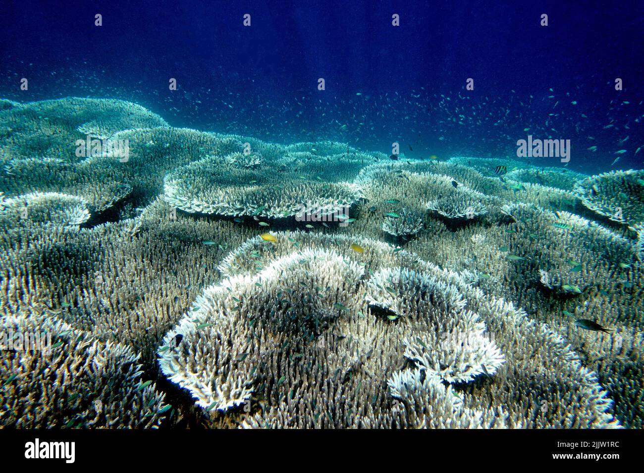 Indonesia Sumbawa - farbenfrohes Korallenriff mit tropischen Fischen Stockfoto