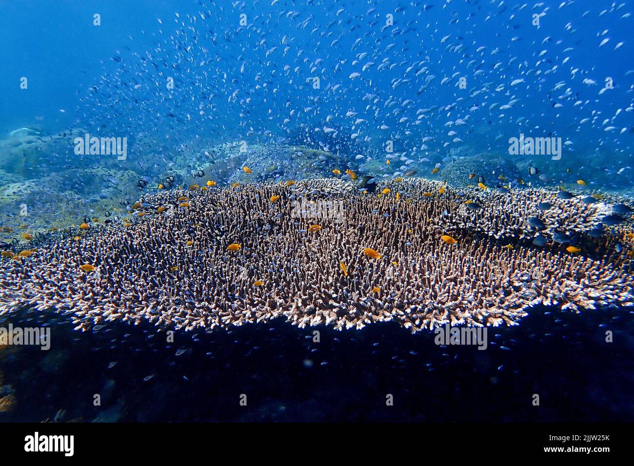 Indonesia Sumbawa - farbenfrohes Korallenriff mit tropischen Fischen Stockfoto