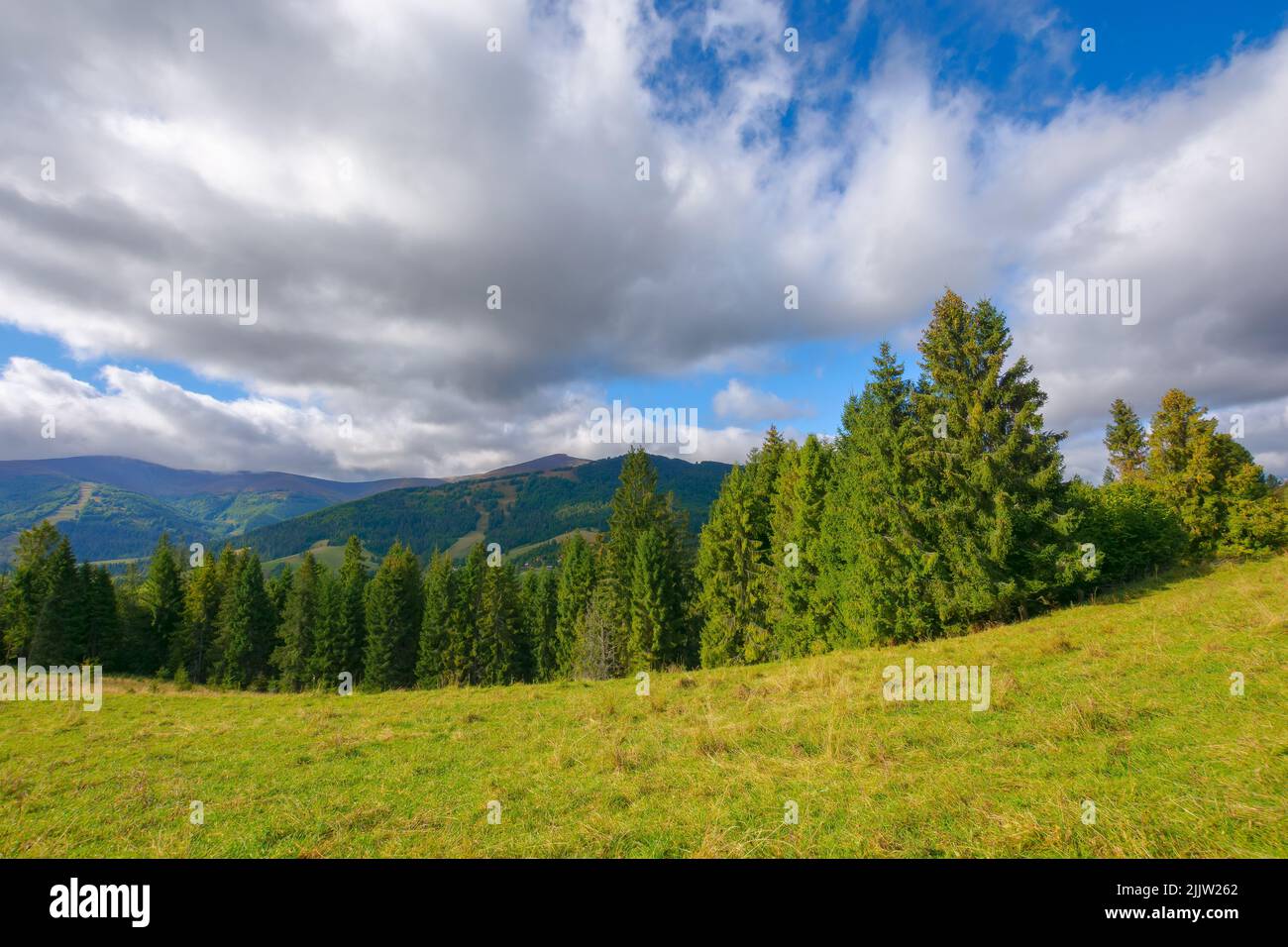karpaten-Landschaft im Herbst. Fichten auf dem grasbewachsenen Hügel unter einem wolkigen Himmel. Ländliches Tal und Bergrücken in der Ferne. Naturlandschaft Stockfoto