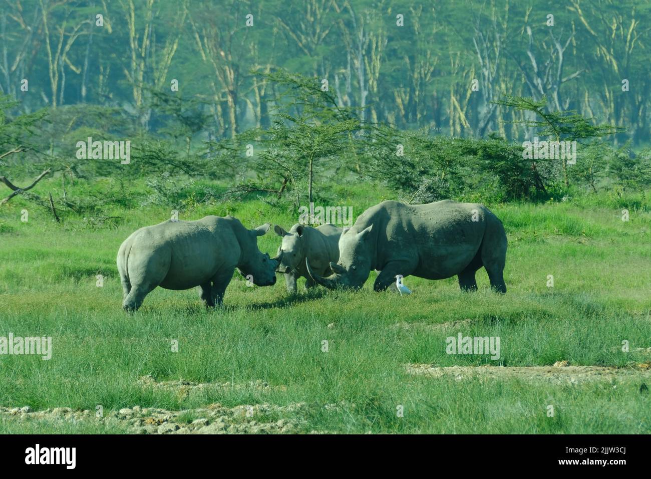 Nashörner im Lake Nakuru National Park von Kenia. Stockfoto