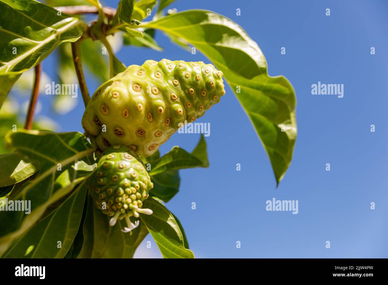 Noni-Baum, Morinda citrifolia. Eine medizinische Frucht mit einzigartigen Eigenschaften. Stockfoto