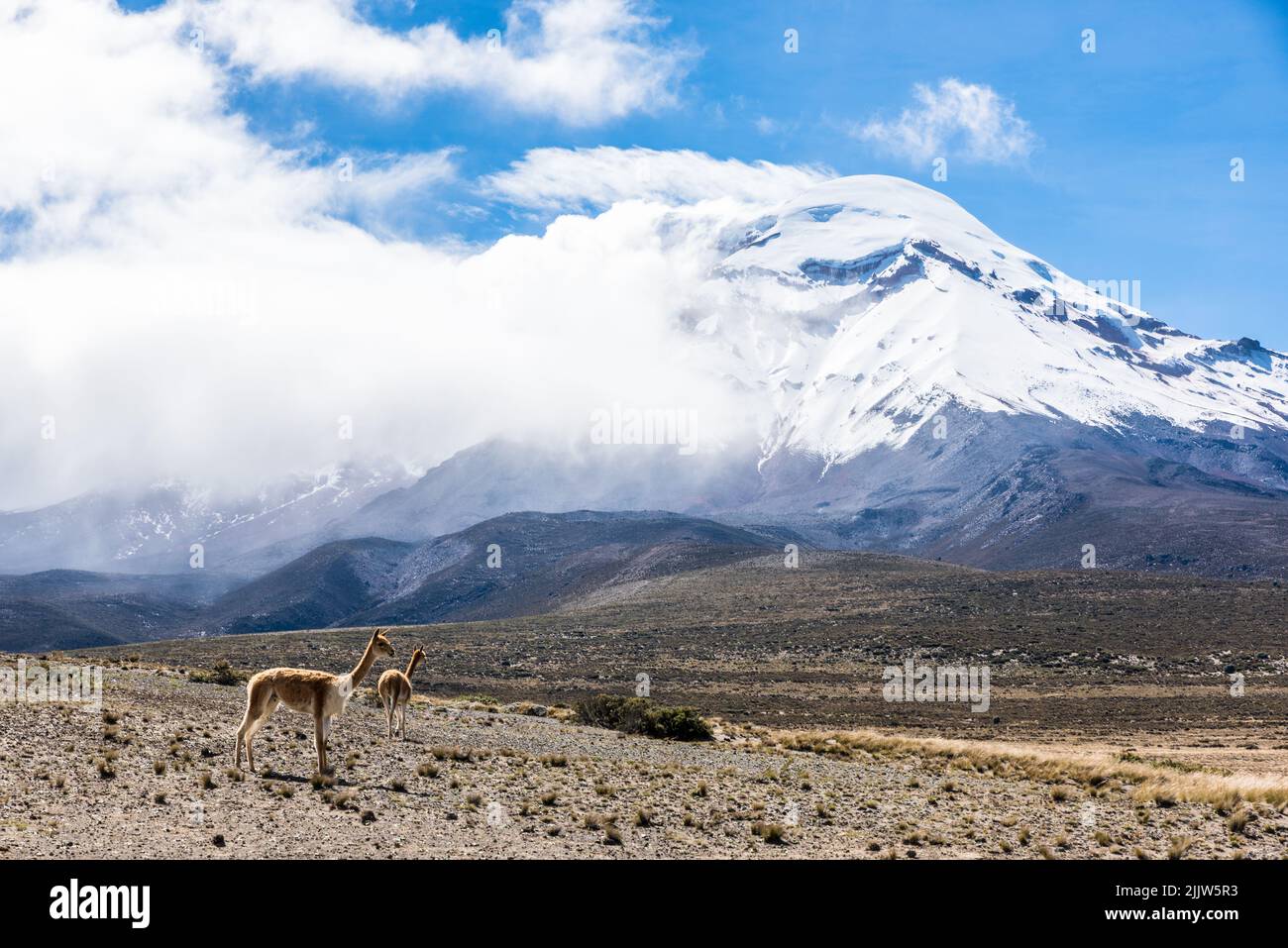 Mount Chimborazo, Ecuador und ein Vicuna vorne Stockfoto