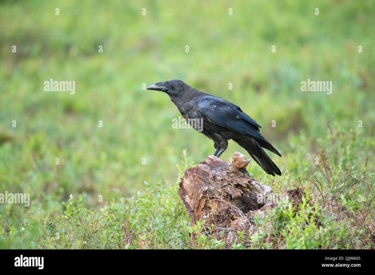 Gemeiner Rabe (Corvus corax), fotografiert im Taiga-Wald Finnlands. Stockfoto