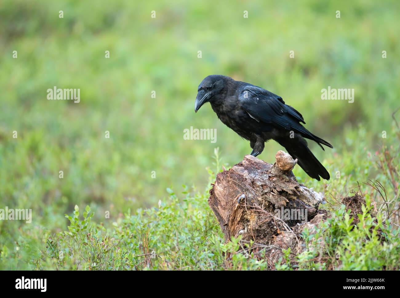 Gemeiner Rabe (Corvus corax), fotografiert im Taiga-Wald Finnlands. Stockfoto