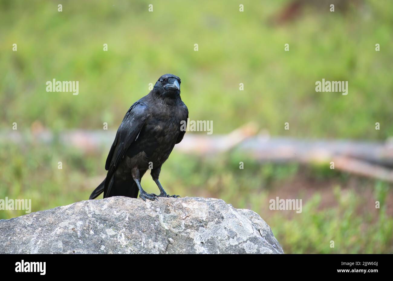 Gemeiner Rabe (Corvus corax), fotografiert im Taiga-Wald Finnlands. Stockfoto