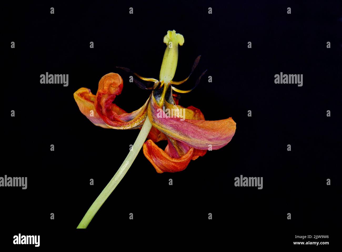 Getrocknete Tulpenblüte auf schwarzem Hintergrund. Verwelkte Blume. Stockfoto