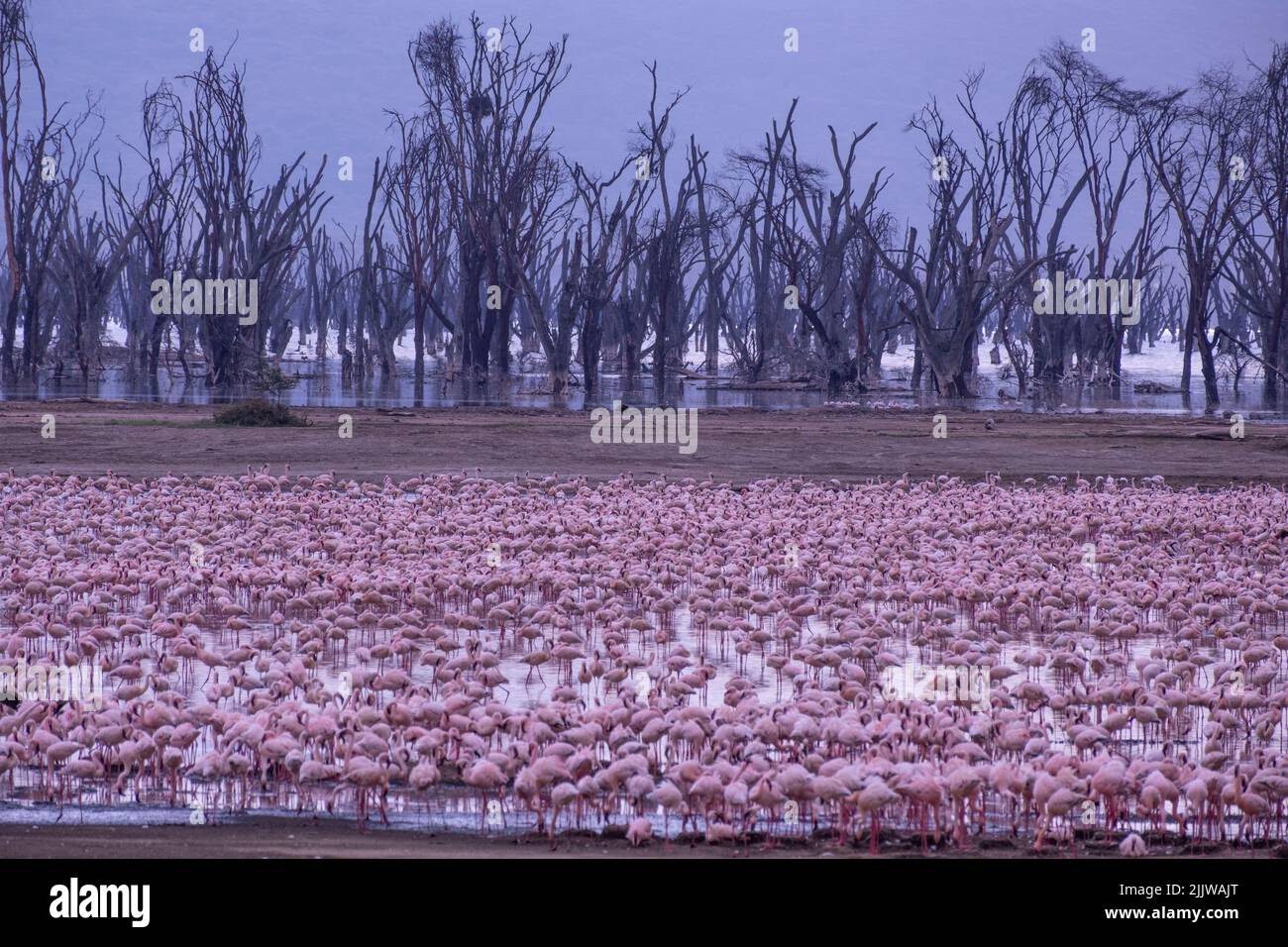 Flamingos im Lake Nakuru National Park von Kenia Stockfoto