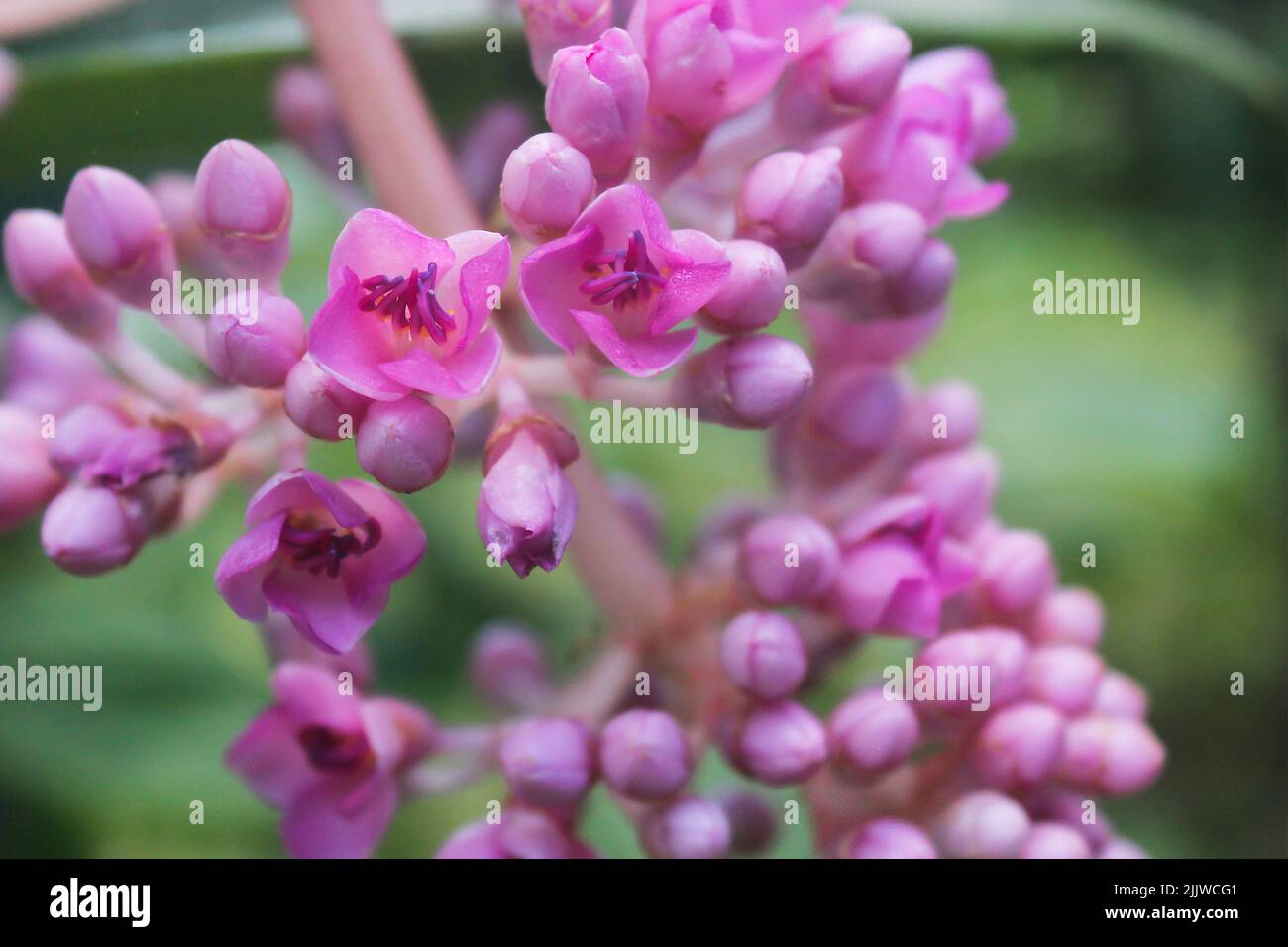 Medinilla Pflanze mit schnen hngenden rosa Blten Stockfotografie - Alamy