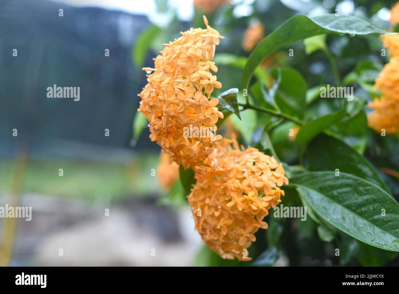 Orange Ixora Blume der westindische Jasmin wächst in Nha Trang Vietnam Stockfoto