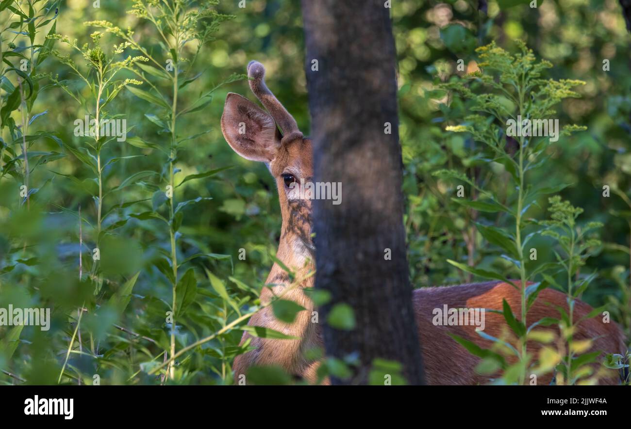 Junge weiß-Buck in Nordwisconsin tailed. Stockfoto