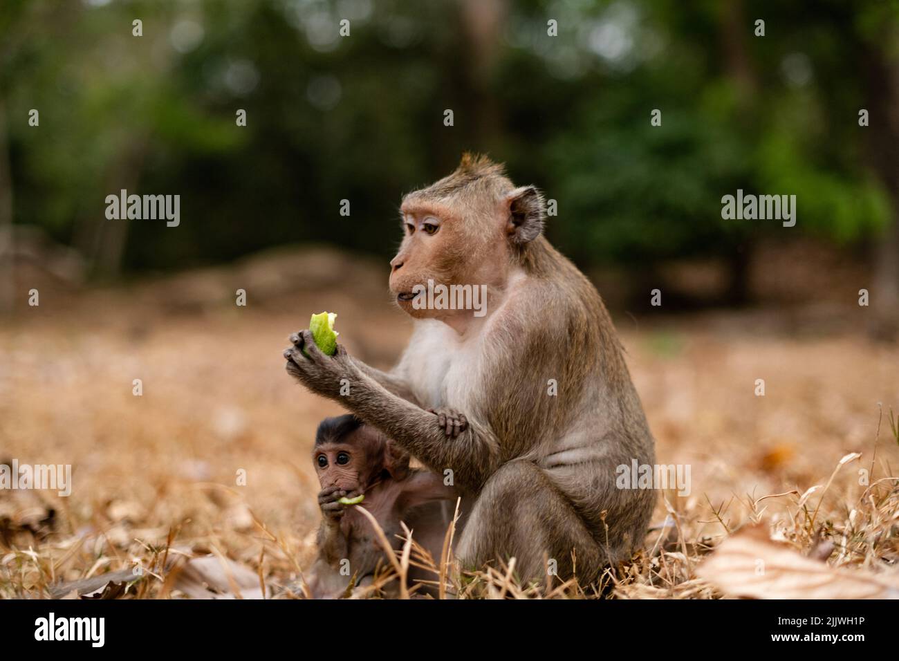 Ein Rhesusmakak (Macaca mulatta) und sein Baby, das Bananen isst Stockfoto