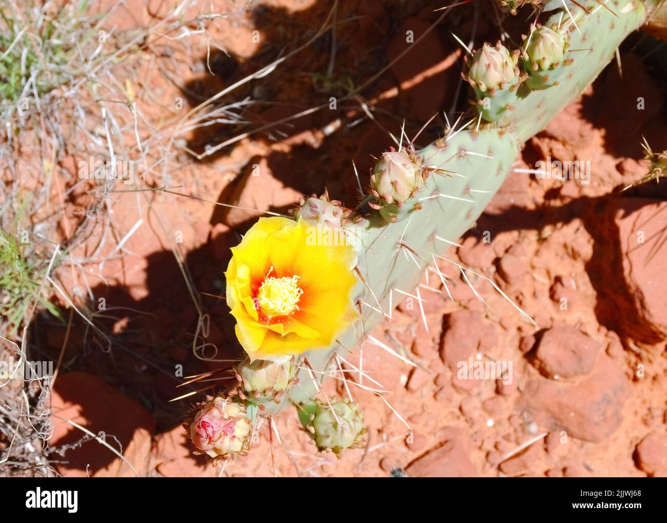 Blick hinunter auf eine leuchtend gelbe Blume des Kaktus der Prickly Pear in der Nähe von Sedona, Arizona Stockfoto