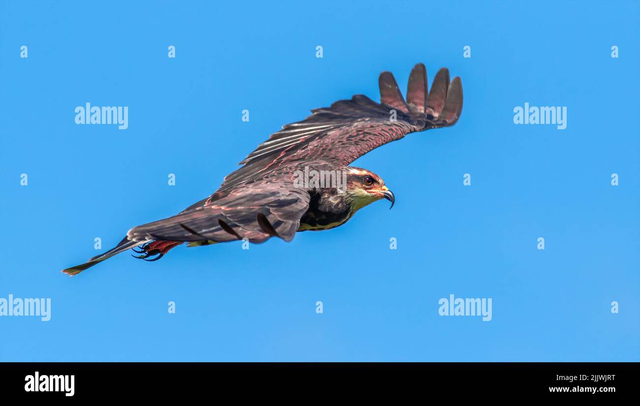 Ein Schneckendrachen, der bei der Landung von Joe Overstreet in Florida durch den Himmel über dem Lake Kissimmee fliegt. Stockfoto