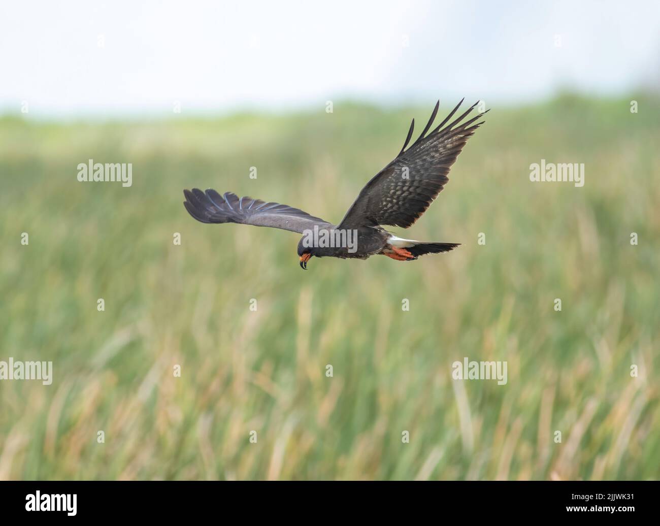 Ein Schneckendrachen fliegt über Schilf und Grasland auf der Suche nach Apfelschnecken Stockfoto