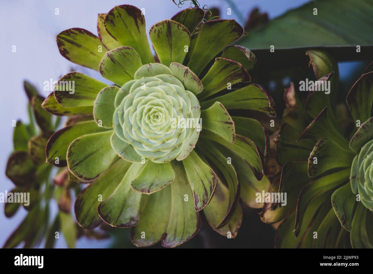 Sukkulenten im Garten. Aeonium velour Stockfoto