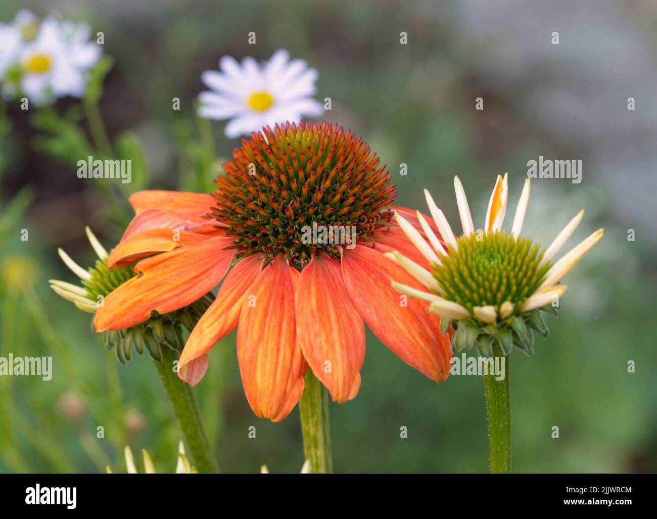 Makrofotografie einer orangefarbenen Gartenblume Stockfoto