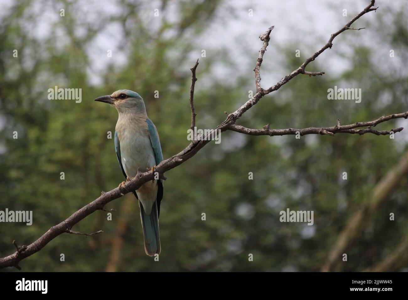 Thront Indian Roller in Rajasthan Stockfoto