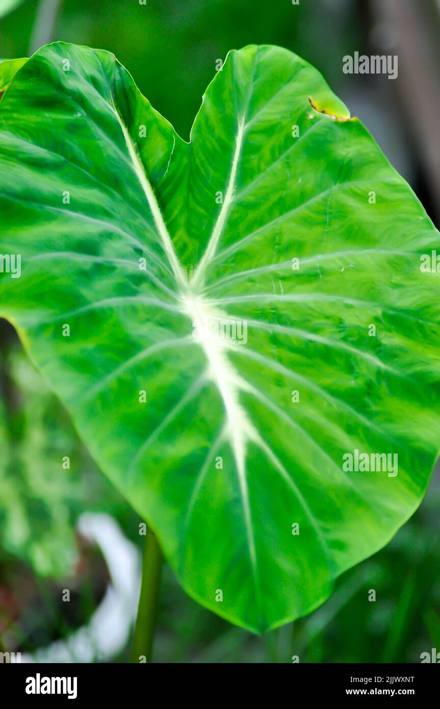 Colocasia Nancys, Colocasia Nancys Revenge , Colocasia esculenta oder