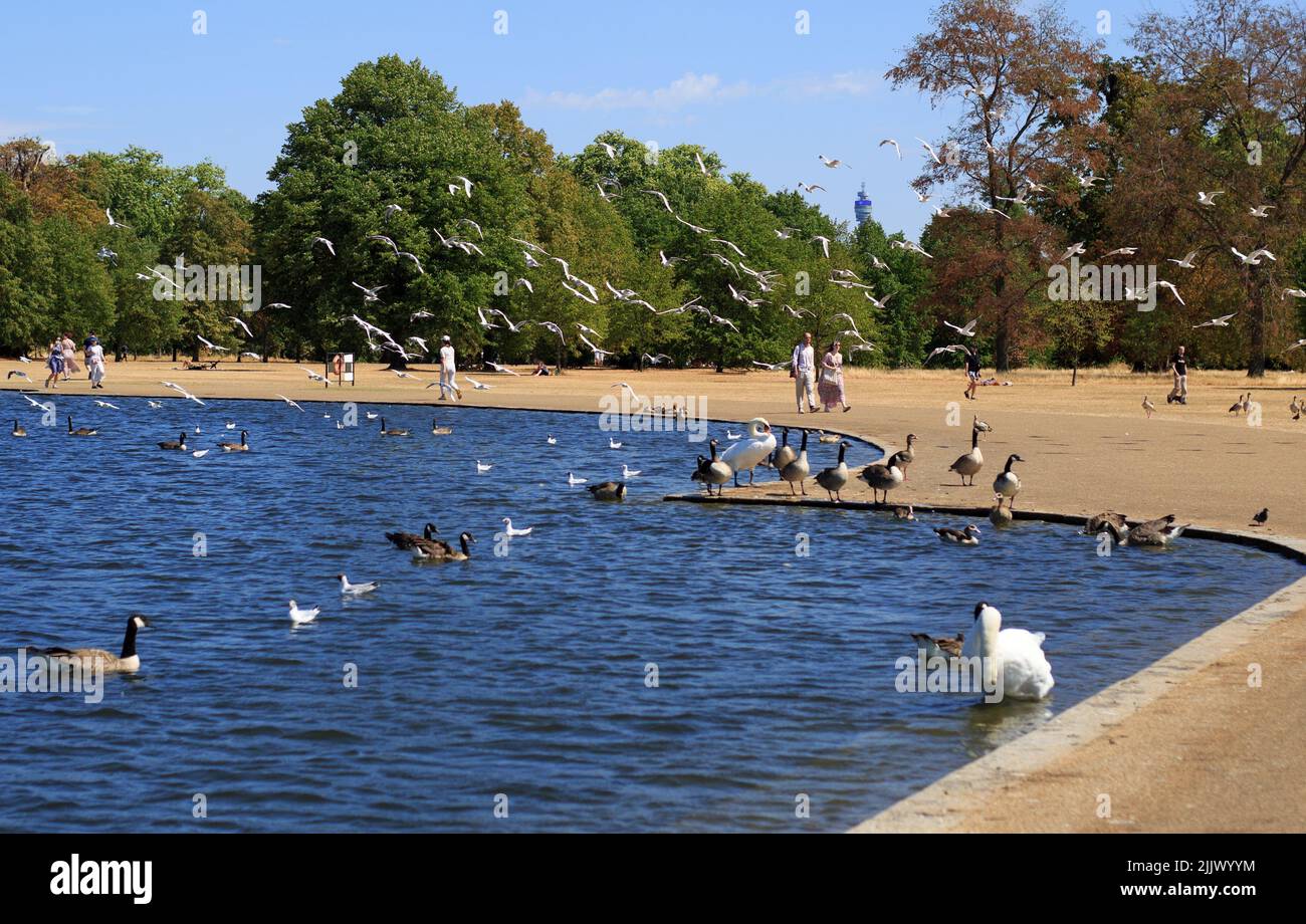 Schwarm von Möwen im Flug über den Serpentine Lake in den Kensington Park Gardens Stockfoto