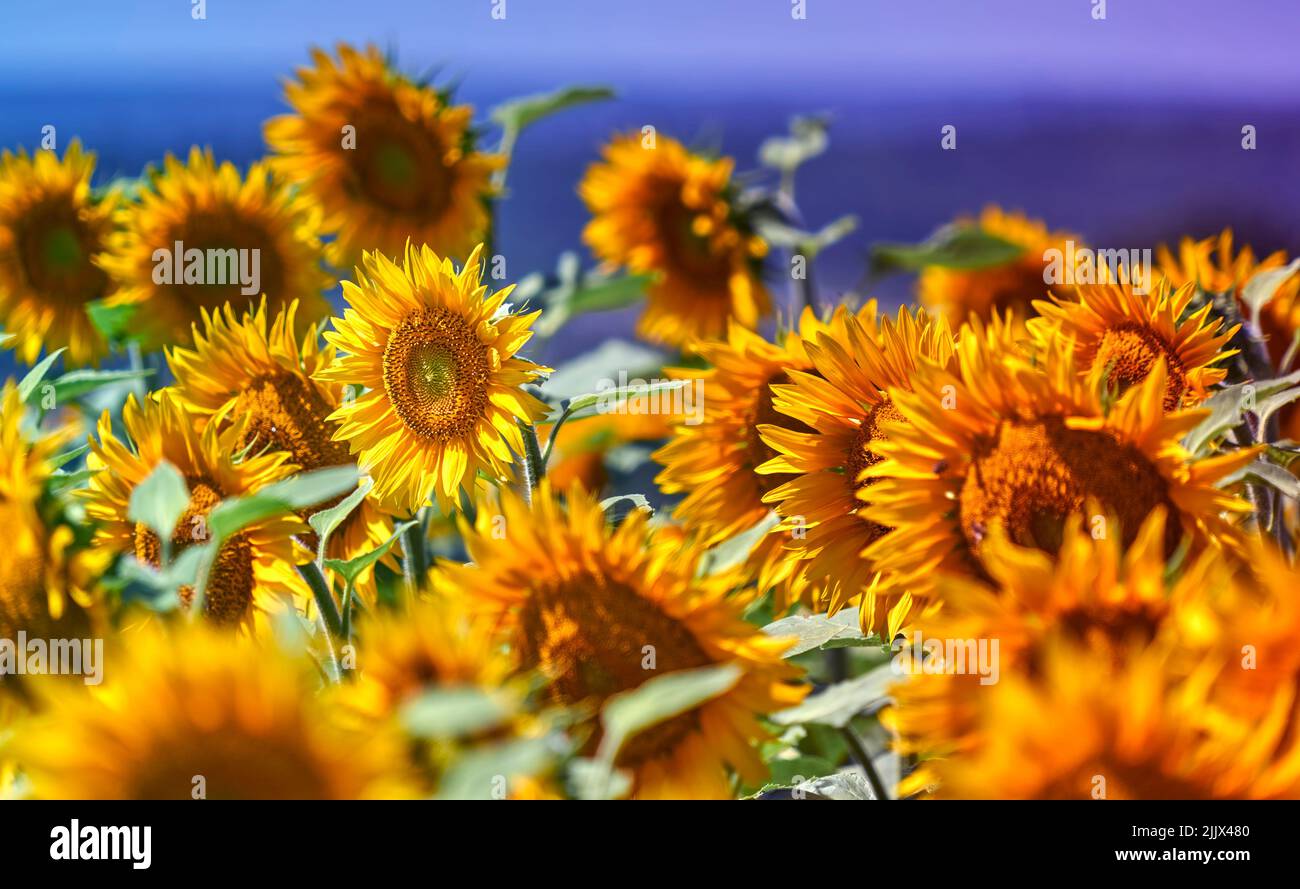 Feld mit blühenden Sonnenblumen, selektiver Fokus auf die mittlere Blume Stockfoto
