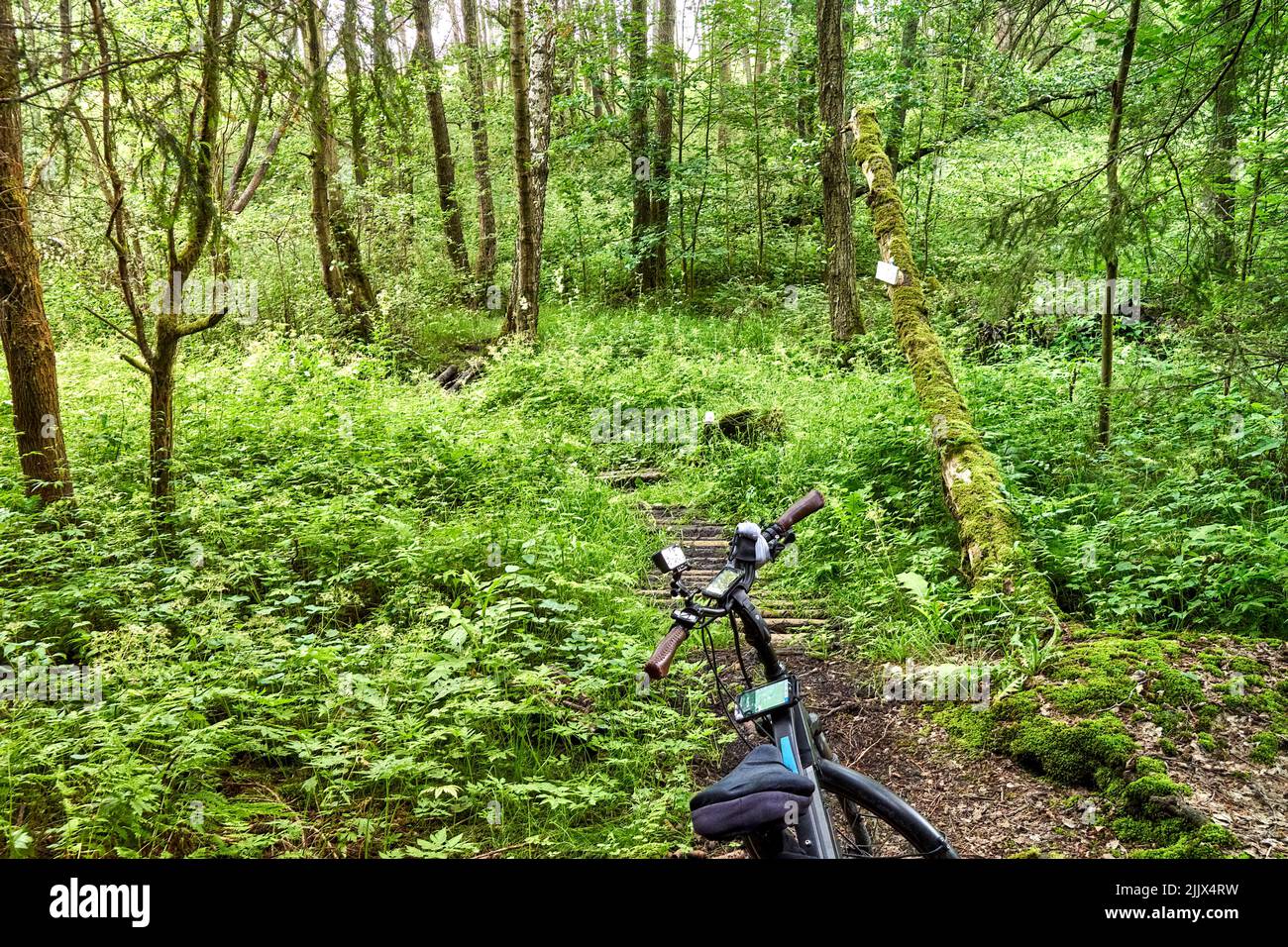 Schwieriger Radweg durch einen sumpfigen Wald mit Fahrrad im Vordergrund während einer Radtour durch die Tschechische Republik Stockfoto