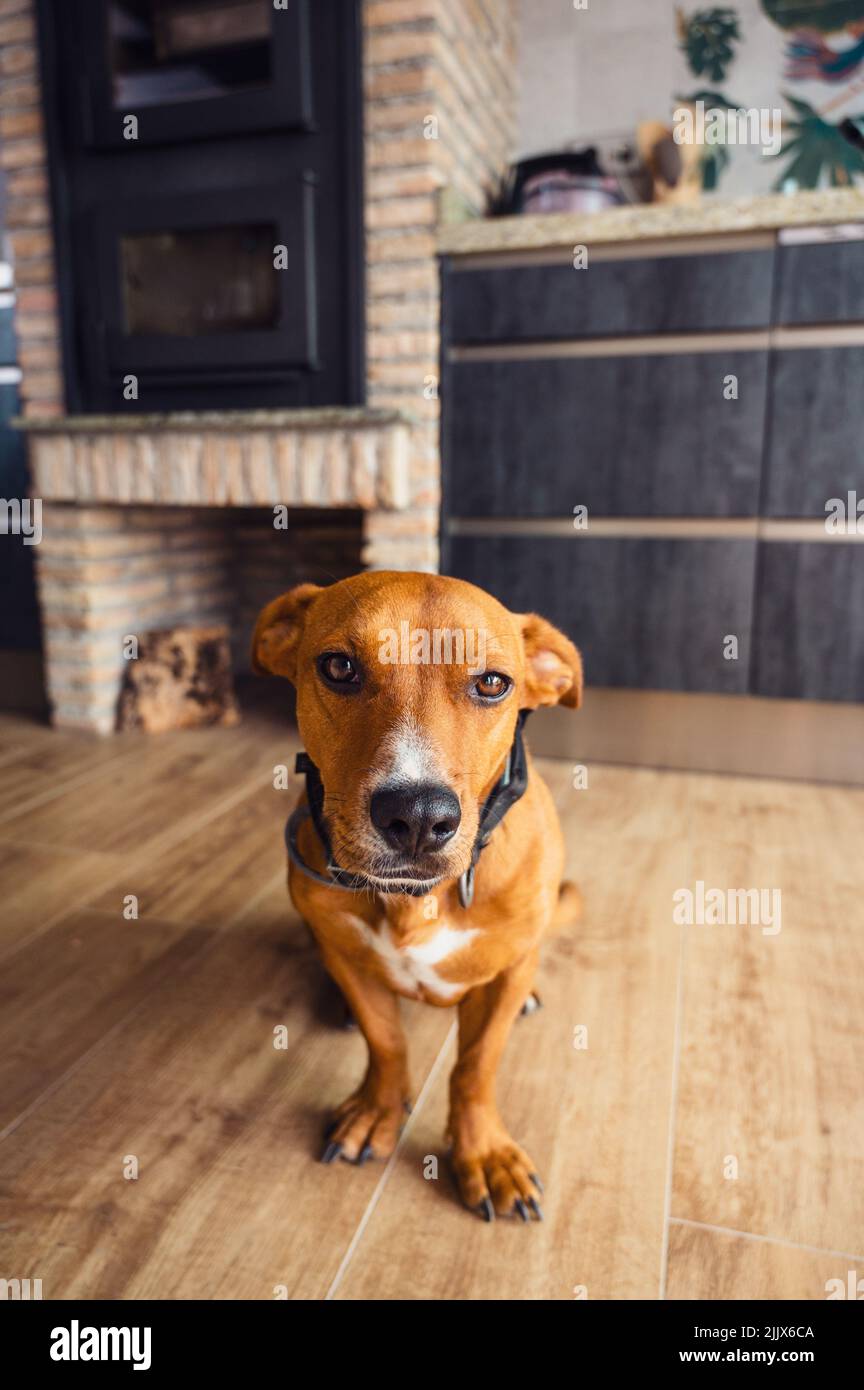 Entzückender Jack Russell Terrier Hund mit braunem Mantel im Kragen sitzende Bärenschränke in heller moderner Küche mit Ofen zu Hause Stockfoto