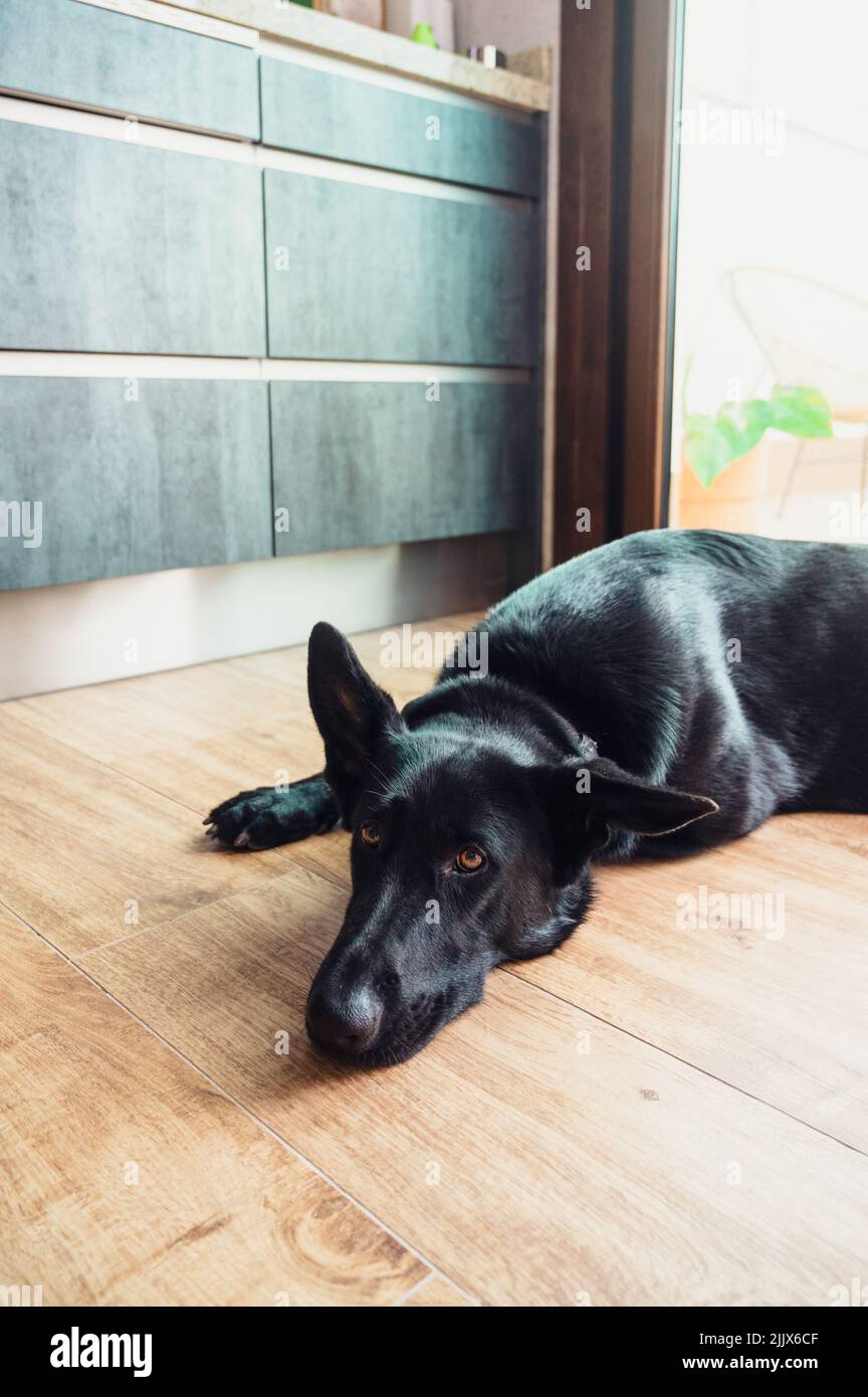 Liebenswert ruhig reinrassige deutsche Schäferhund mit schwarzem Mantel auf dem Boden in der Nähe von Schränken in hellen Raum mit Eingang zu Hause liegen Stockfoto