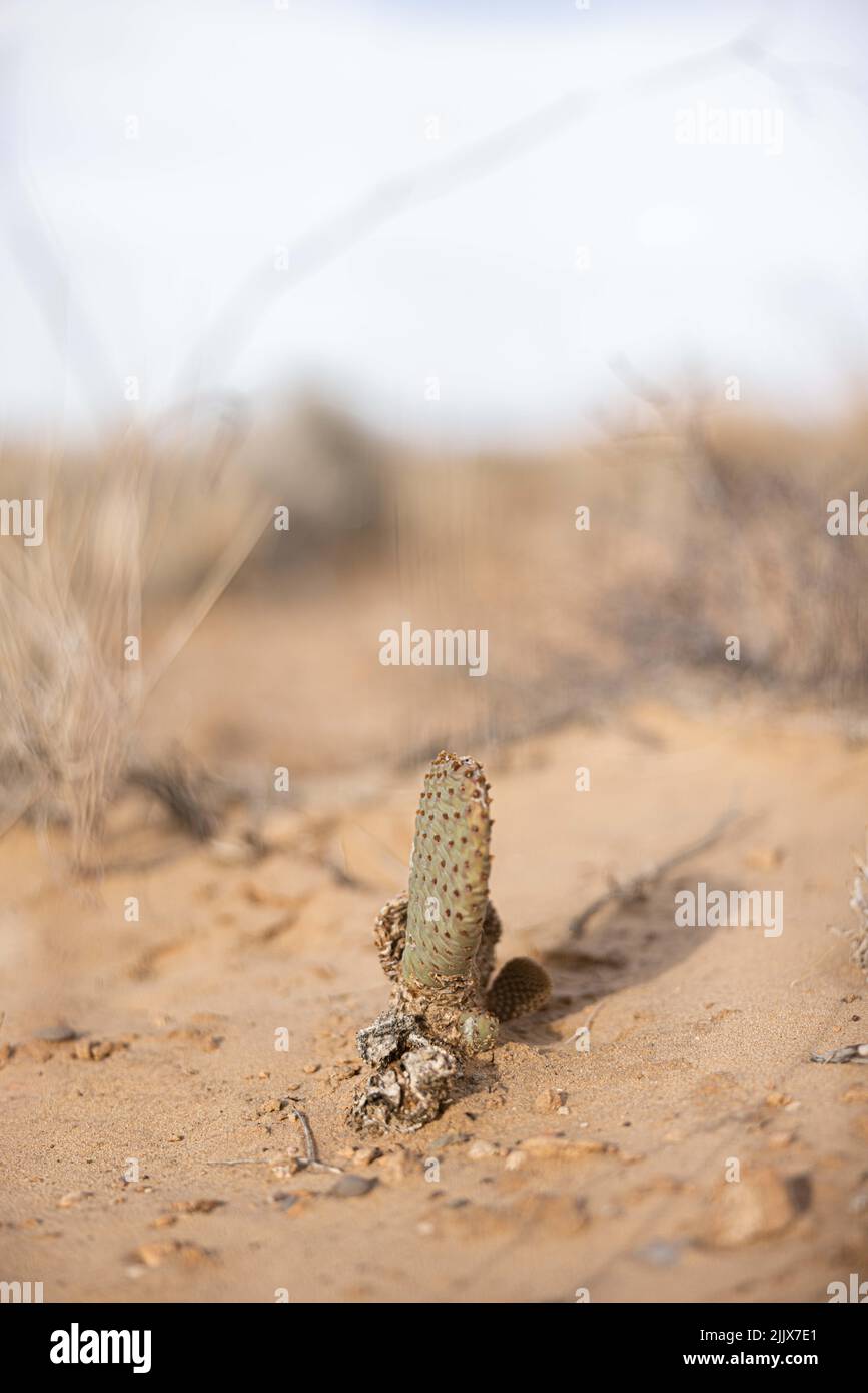 Eine vertikale selektive Fokusaufnahme eines kleinen Kaktus, der in einer Wüste mit klarem blauen Himmel wächst. Stockfoto