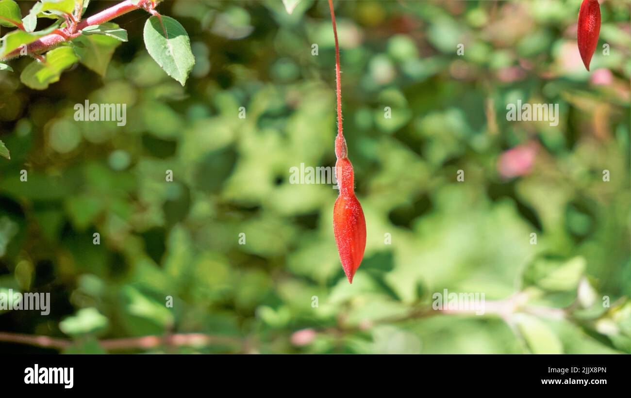 Schöne Blumen von Fuchsia magellanica auch bekannt als Fuchsia, Hardy fuchsia, Dollar Princess. Rote hängende Blumen mit natürlichem Hintergrund. Stockfoto