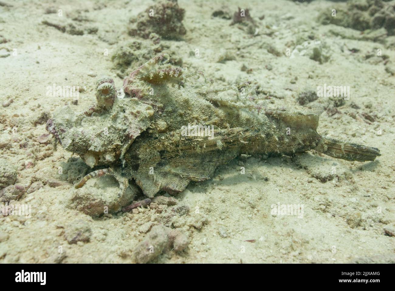 Skorpionfische, die unter Wasser auf den Seychellen fotografiert wurden Stockfoto