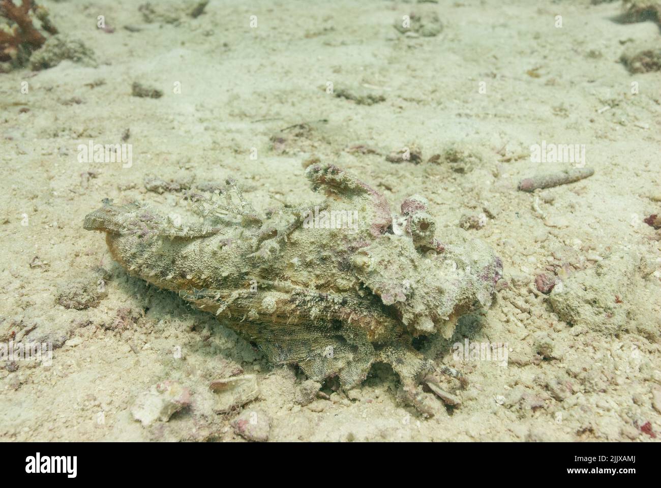 Skorpionfische, die unter Wasser auf den Seychellen fotografiert wurden Stockfoto