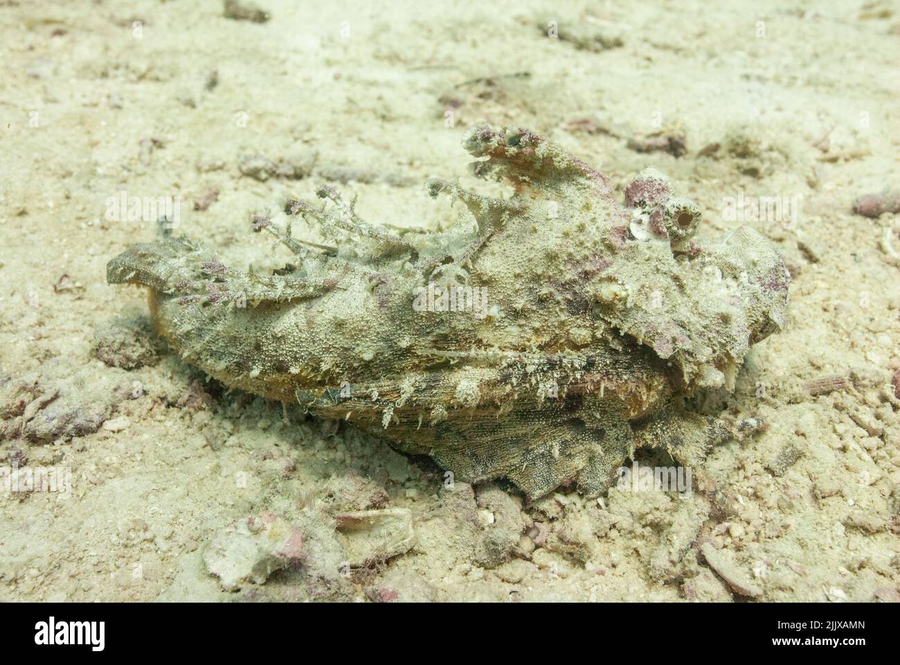 Skorpionfische, die unter Wasser auf den Seychellen fotografiert wurden Stockfoto