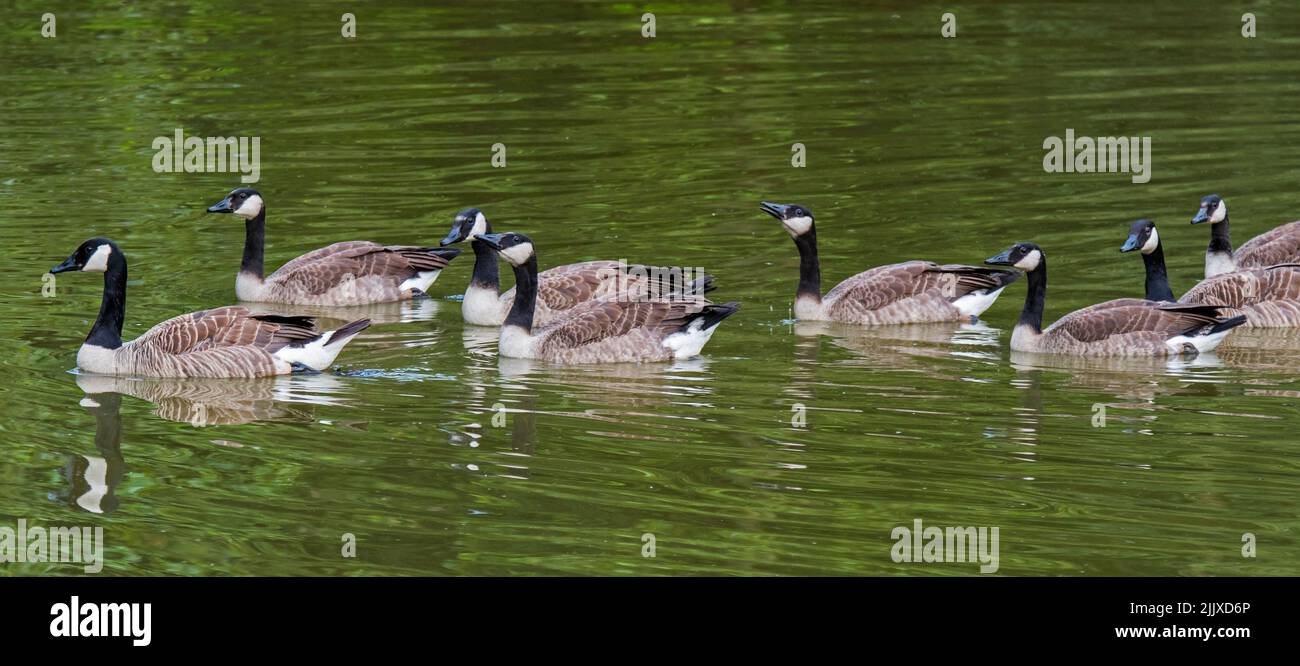 Erwachsene Kanadagans (Branta canadensis) mit sieben Jungtieren, die im Sommer im Teich schwimmen Stockfoto