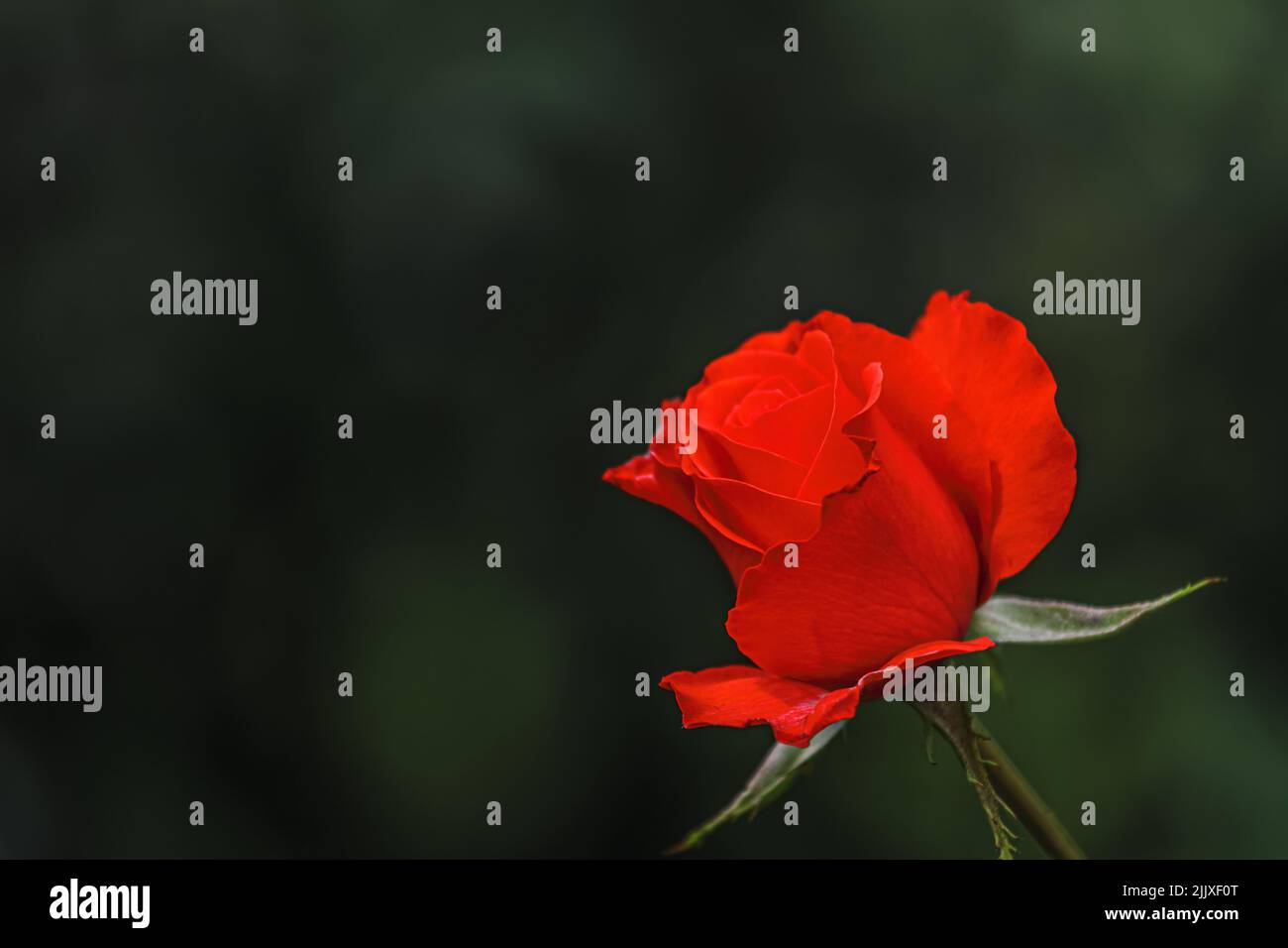Rote Rosenblüte im Garten auf Bokeh Hintergrund.Nahaufnahme Stockfoto