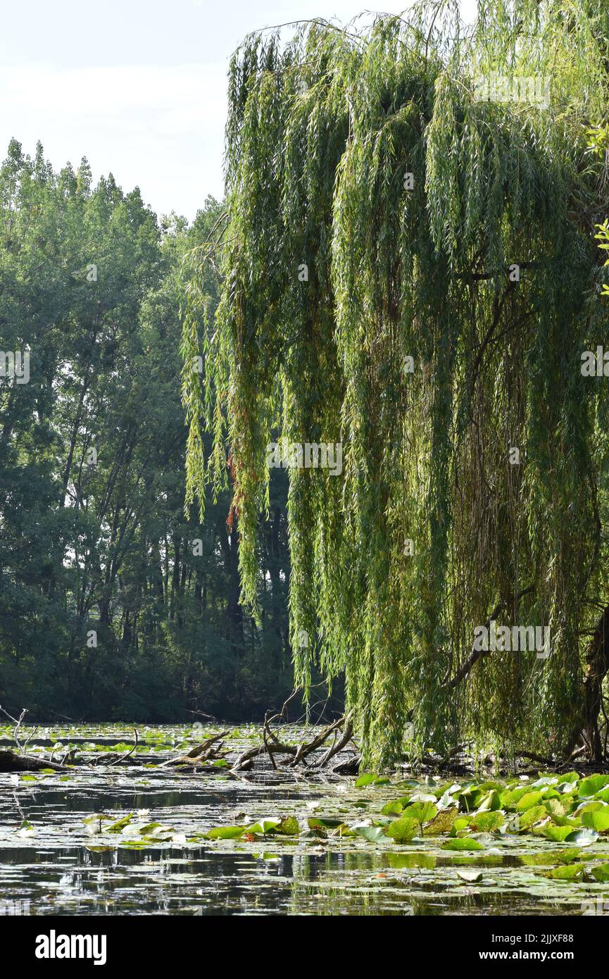 Trauerweide am Fluss Klátovská Rameno bei Dunajský Klátov in vertikaler Form Stockfoto
