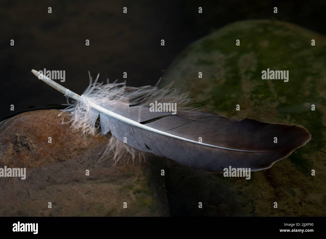 Schönheits-Vogelfeder im Wasser auf moosigen Steinen Stockfoto