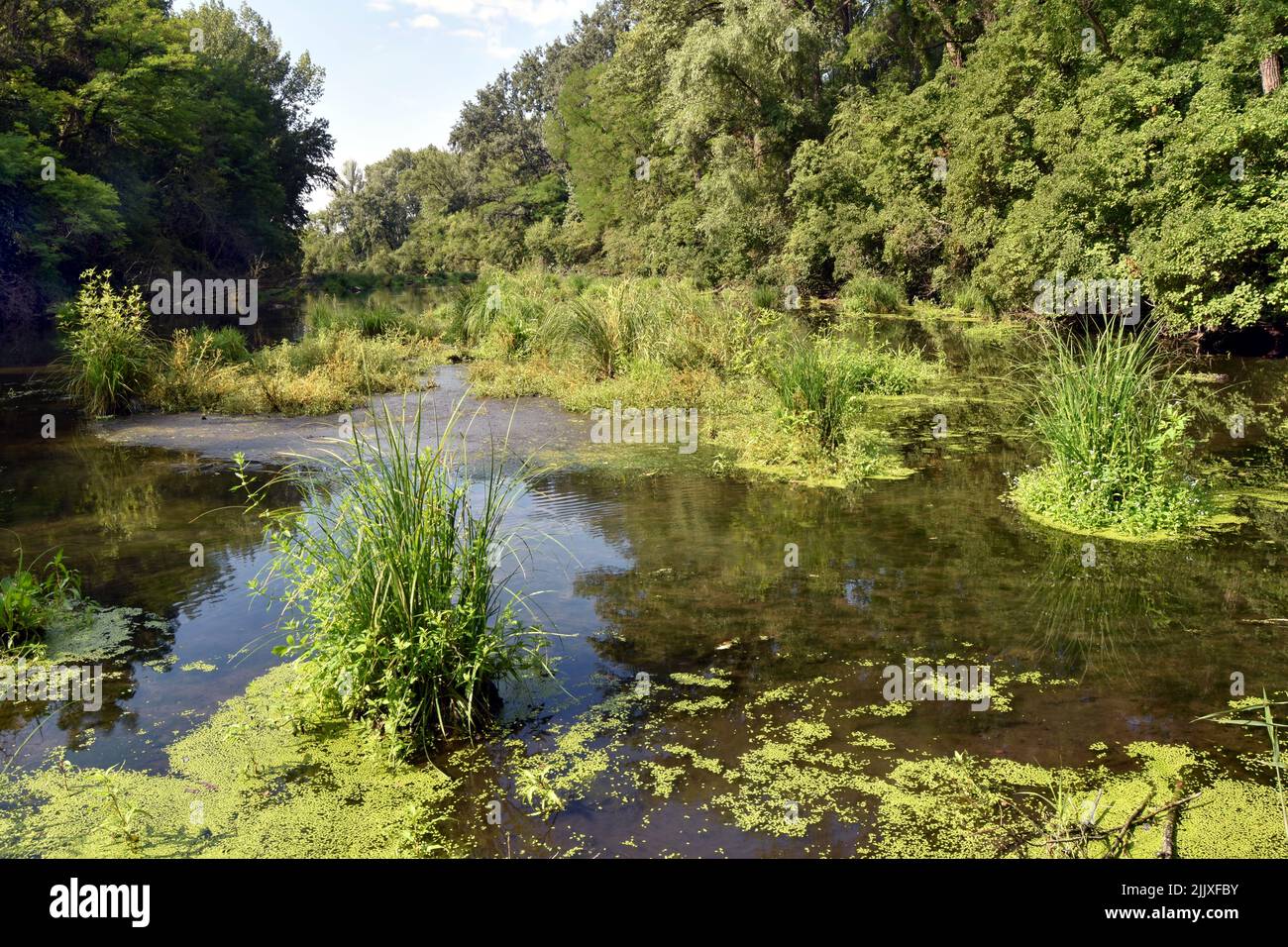 Blick auf den Fluss Klátovská Rameno, reflektierende Bäume mit natürlichen Seerosen Stockfoto