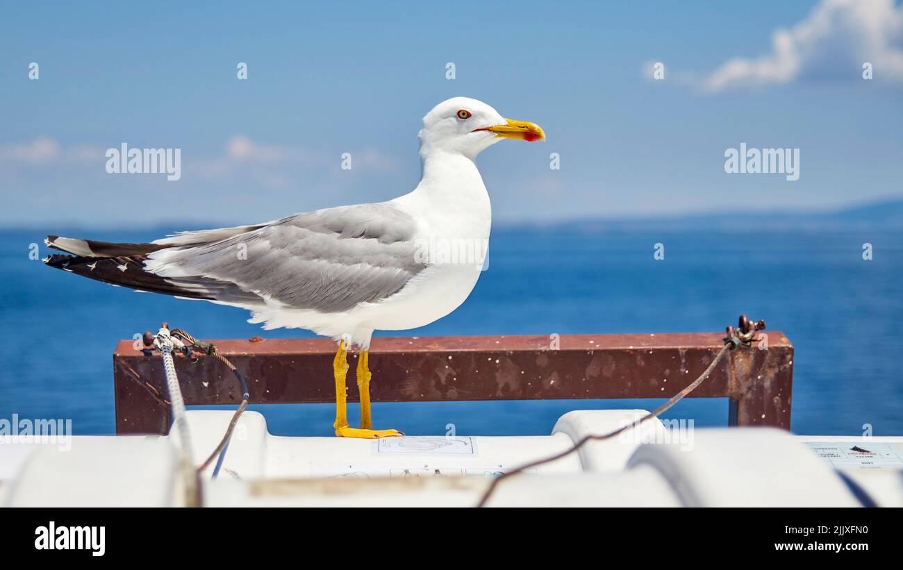 Nahaufnahme eines seagul, der auf einem Schiff sitzt Stockfoto