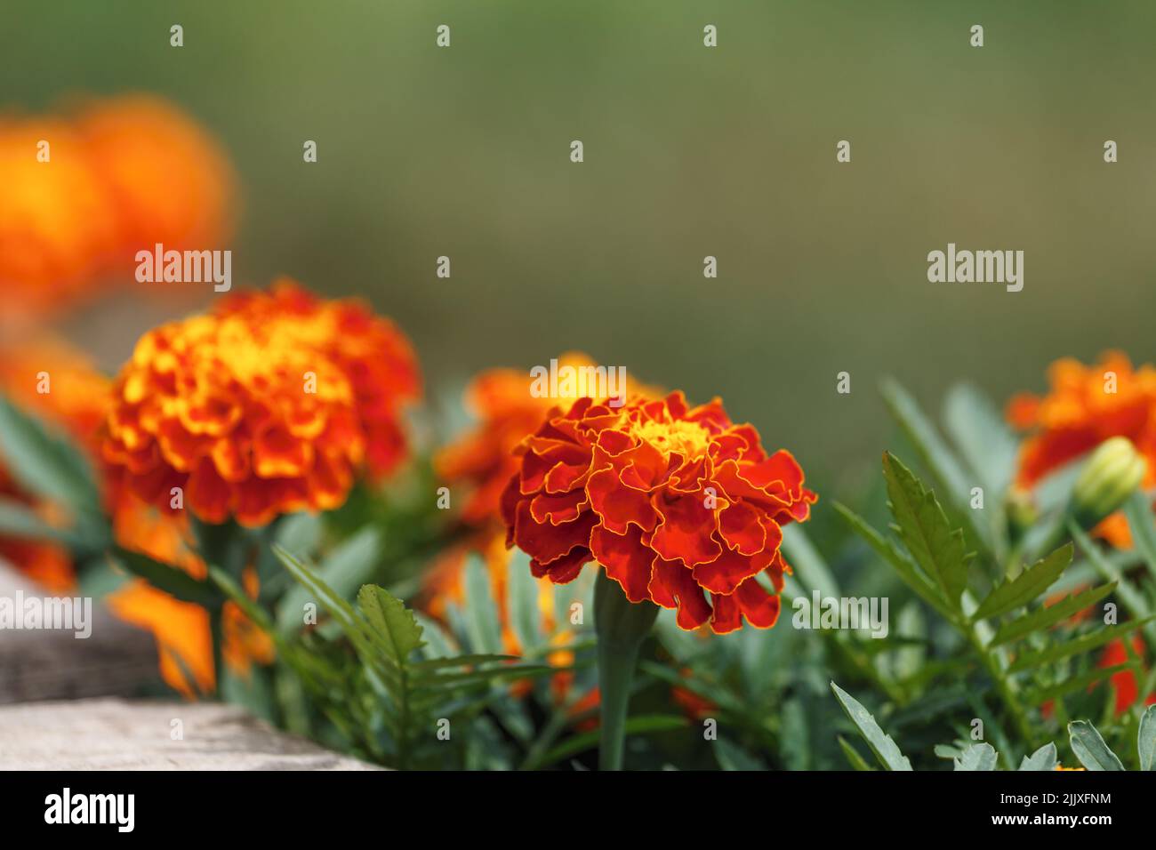 Orange-gelbe Ringelblumen im Garten aus nächster Nähe Stockfoto