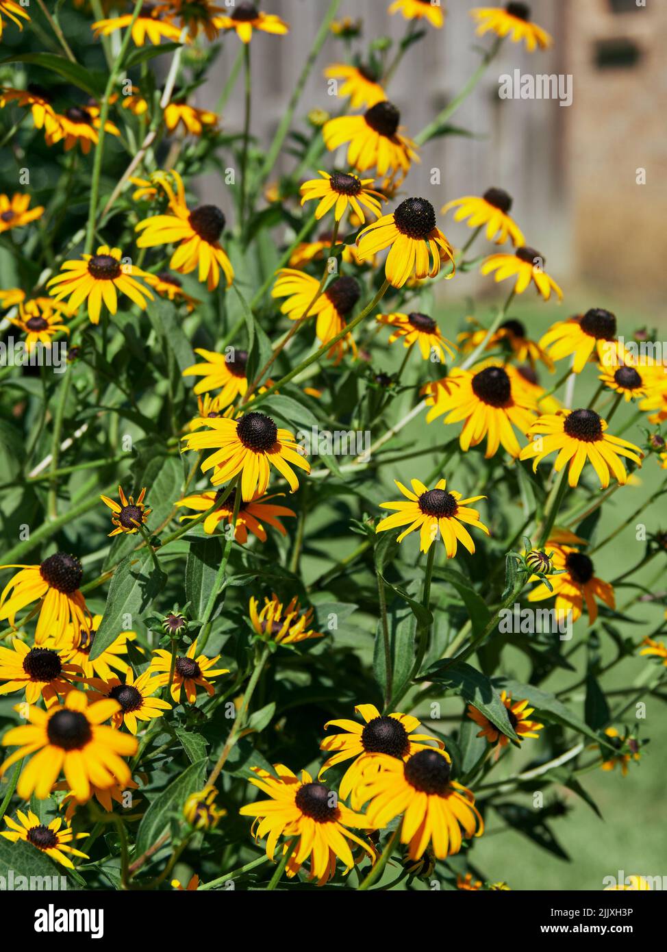 Rudbeckia hirta, Black Eyed Susans, in einer Gartenanlage. Die Blume ist bei Gärtnern im Süden der USA beliebt. Stockfoto