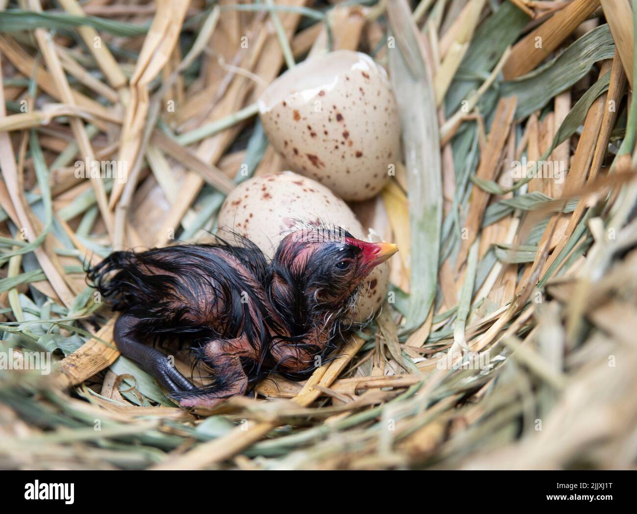 Moorhen, Gallinula chloropus, Küken und Eier im Nest, Brent Reservoir, Welsh Harp, London, Vereinigtes Königreich Stockfoto